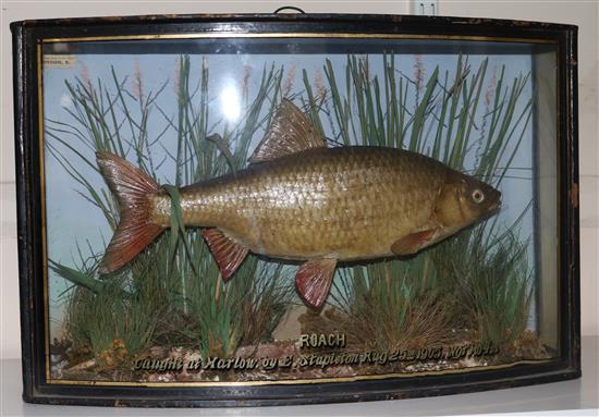 A cased taxidermic Roach by W. F. Homer & similar Pike